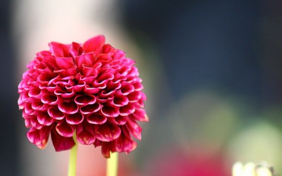 电脑如何玩wiiu