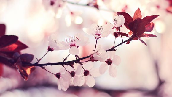 武汉金山办公软件有限公司招聘